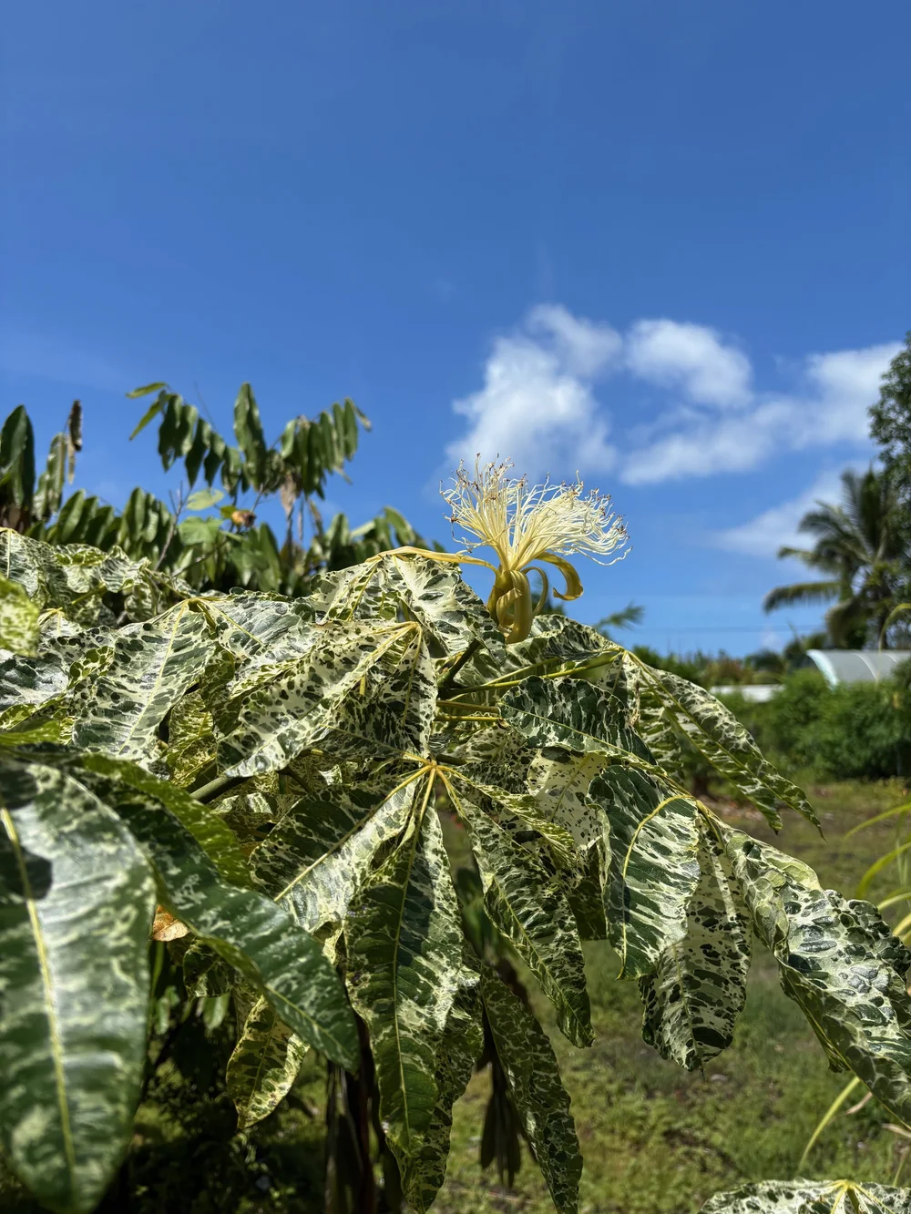 Pachira glabra variegata (Malabar Chestnut) — Vintage Green Farms
